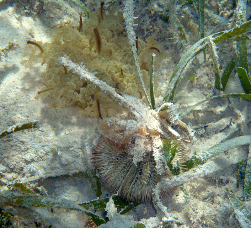 Upside Down Jellyfish and Variegated Sea Urchin