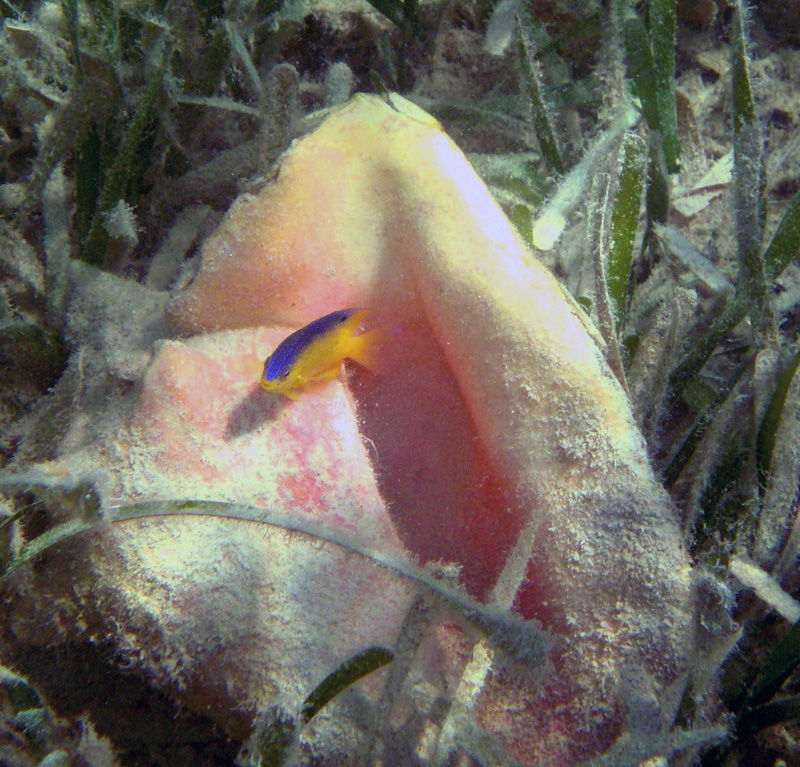 Beaugregory Peeping Out of a Conch Shell