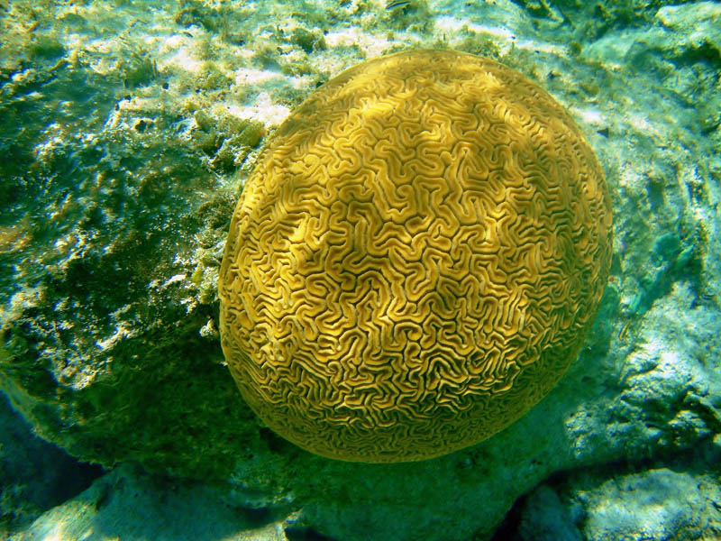Perfect Specimen of Brain Coral