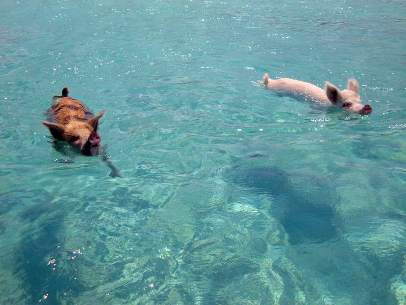 Swimming Swine