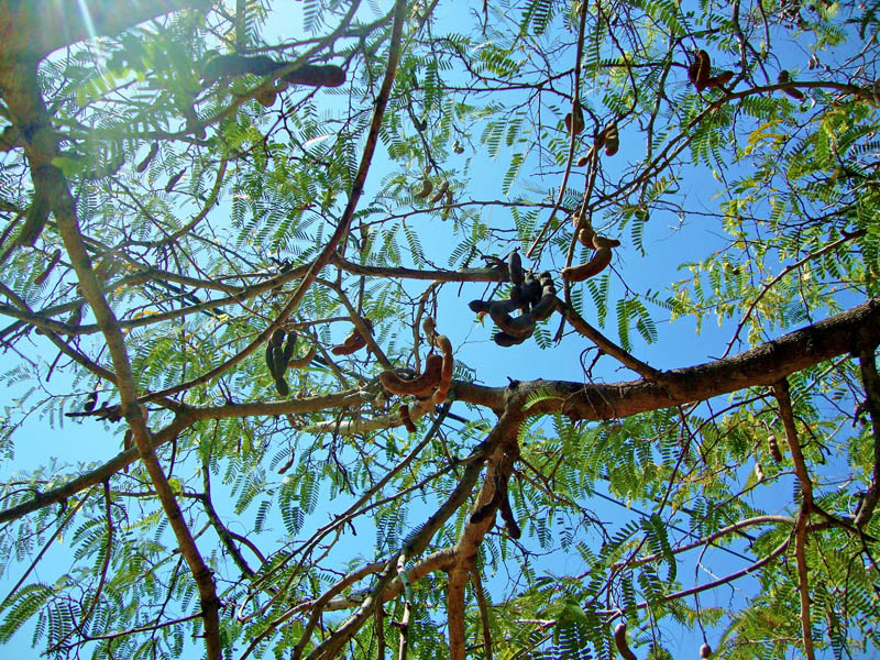 Tamarind Tree