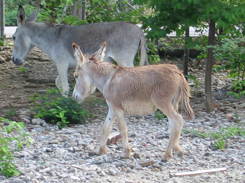 Wild Donkeys