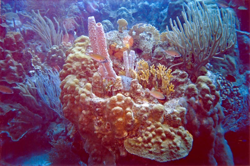 Colorful Coral Head