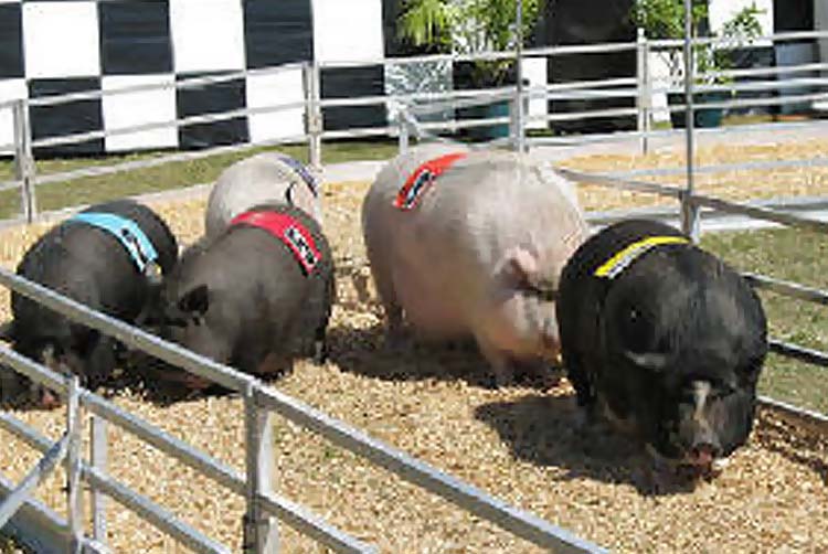 Racing Pigs