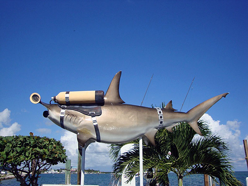 SCUBA Shark