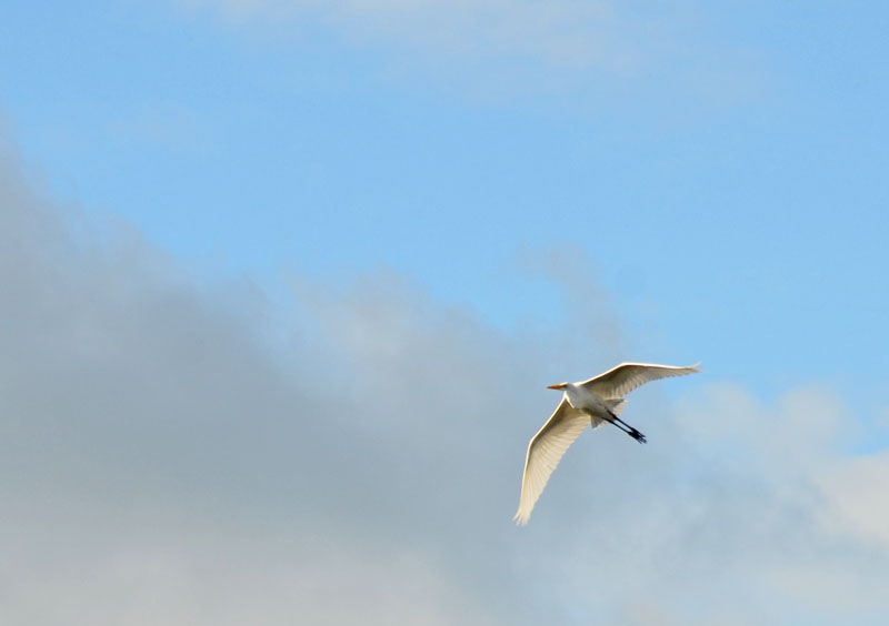 Great White Heron in Flight