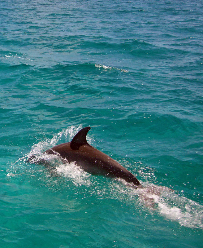 Dolphin Visit